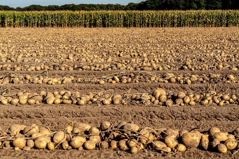 Potato harvest, Melodie variety, so-called split harvesting method, first the tubers are taken out of the ground with a row planter, then, after a short drying phase, collected and loaded with a bunker harvester, North Rhine-Westphalia, Germany, Europe