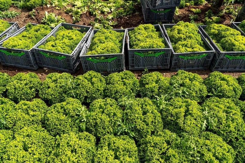 Harvesting Lollo Bianco lettuce, harvest workers cut off the lettuce heads, clean them and put them in boxes, they are washed in the trailer and packed for the customers, North Rhine-Westphalia, Germany, Europe