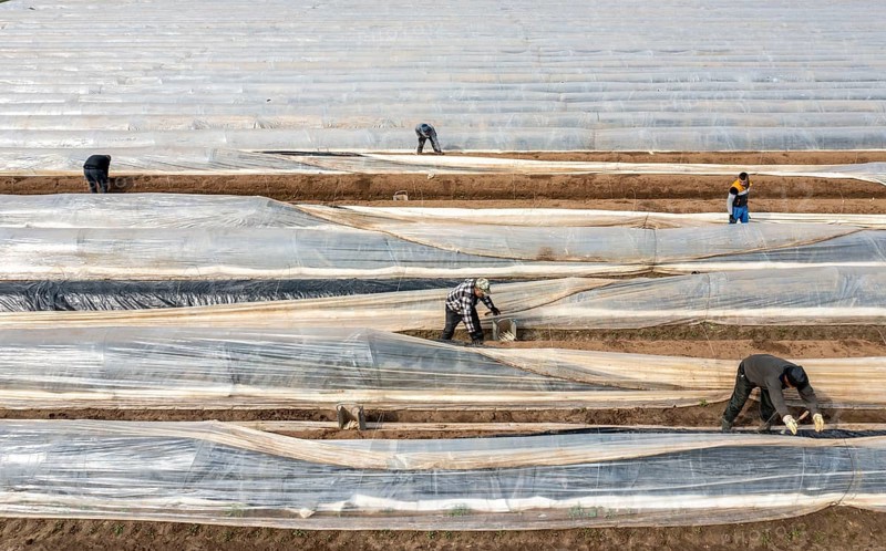 Asparagus harvest in the Rhineland, asparagus pickers at work in an asparagus field covered with plastic sheeting to allow the asparagus to grow better in the cold spring, Dormagen-Broich, North Rhine-Westphalia, Germany, Europe