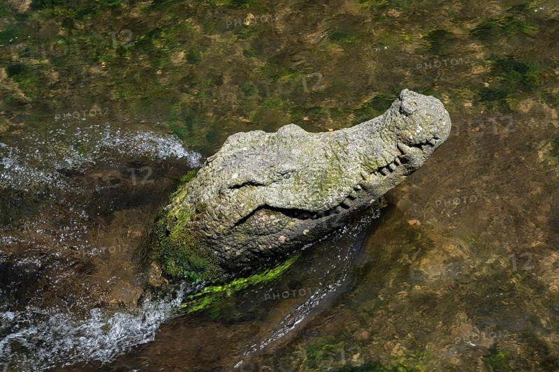 Sculpture of a crocodile in the Gerwerbekanal, Gerberau, historic city centre of Freiburg im Breisgau, Baden-Württemberg, Germany, Europe