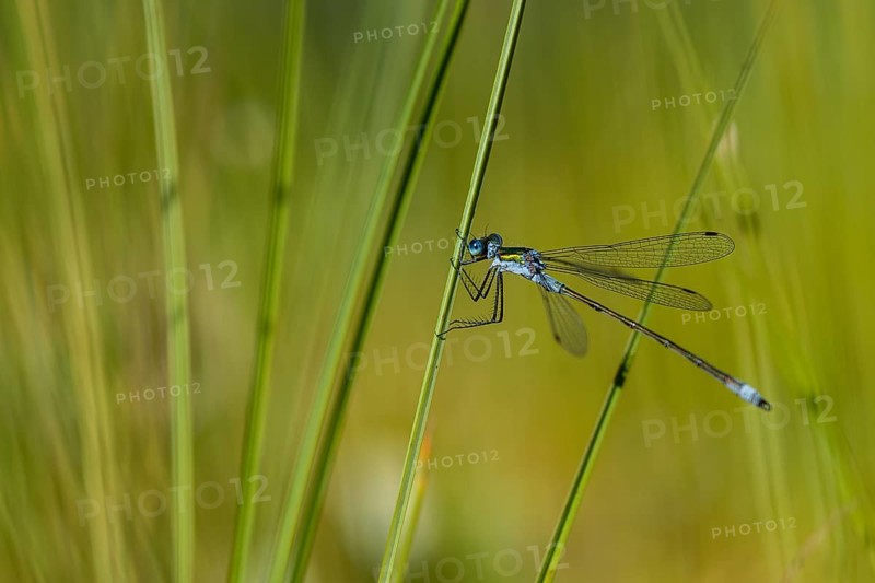 Blue-tailed damselfly (Ischnura elegans) on a stalk, IsojÃ¤rvi National Park, Finland, Europe