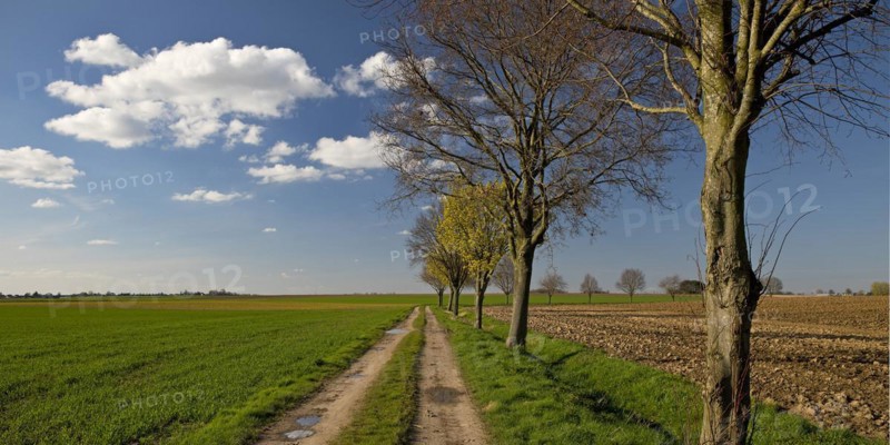 Path with trees in an argar landscape, Grottenherten, Bedburg, Rhine-Erft district, Lower Rhine, North Rhine-Westphalia, Germany, Europe
