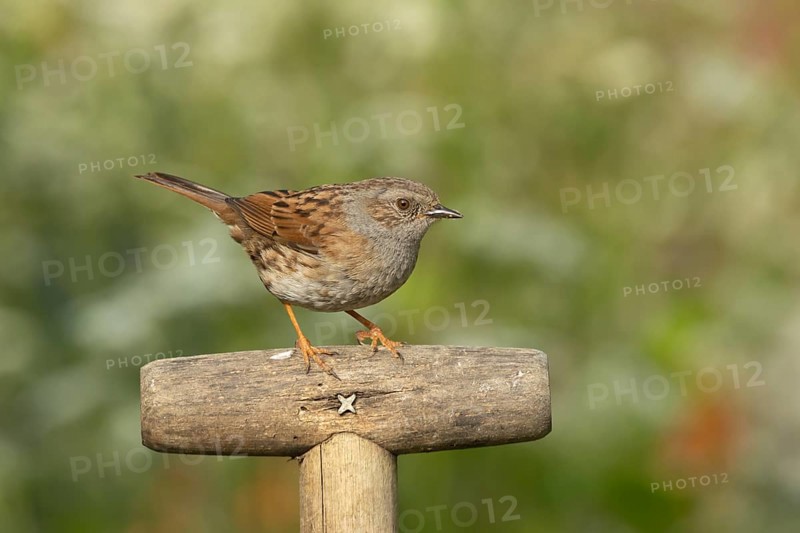 Dunnock or Hedge sparrow (Prunella modularis) adult bird on a garden fork handle, Suffolk, England, United Kingdom, Europe