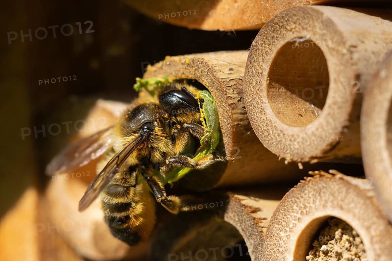 Leafcutter bee (Megachile willughbiella) adult insect filling a hole with a leaf in a garden bee hotel, Suffolk, England, United Kingdom, Europe