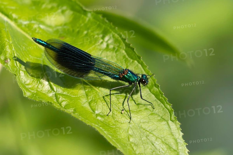 Banded demoiselle damselfly (Calopteryx splendens) adult male insect resting on a leaf in the summer, Suffolk, England, United Kingdom, Europe