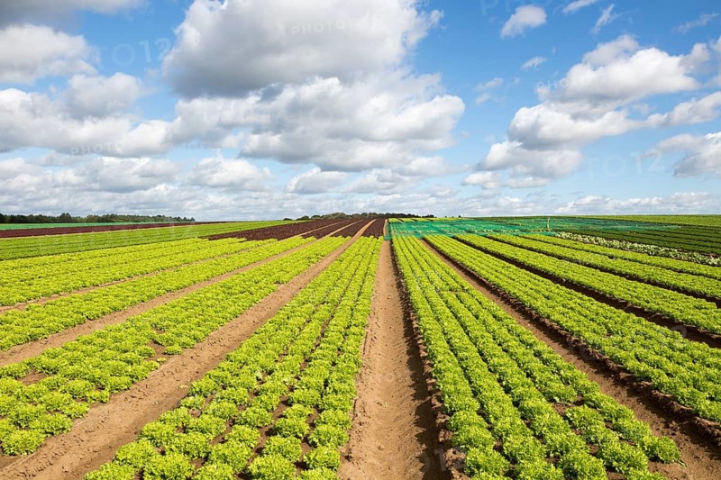 Rows of lettuce crop growing in field, near Butley, Suffolk, England, UK
