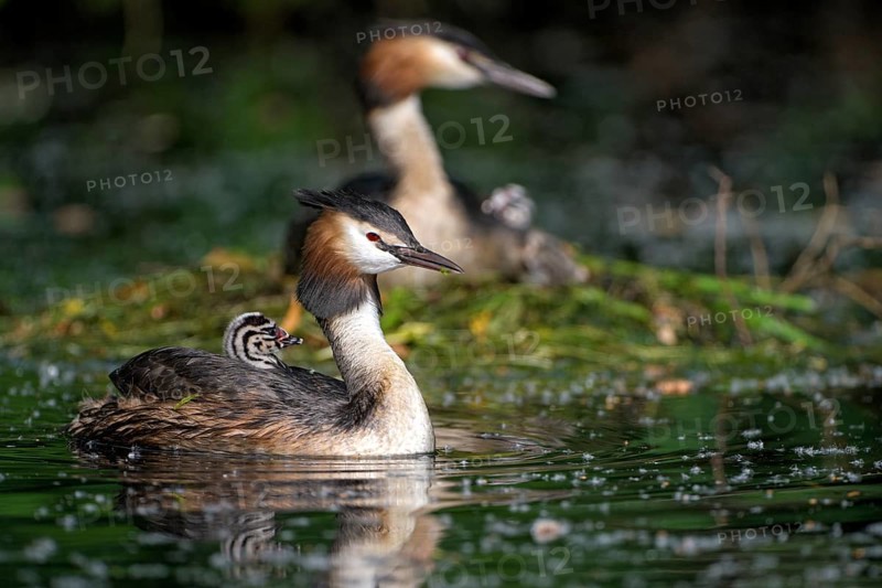 Great Crested Grebe (Podiceps cristatus), pair at the nest, with chicks, Krickenbecker Seen, North Rhine-Westphalia, Germany, Europe
