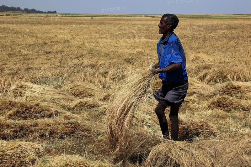 Amhara region, farmers harvesting teff, teff, tef, dwarf millet, Eragrostis tef, seeds are gluten-free and rich in essential fatty acids. This type of millet is the most important grain in Ethiopia, where it is processed into flatbread and beer and used as animal feed., Ethiopia, Africa