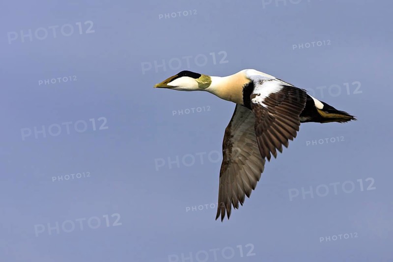 Common eider (Somateria mollissima), Heligoland, Westerhever, Schleswig-Holstein, Federal Republic of Germany