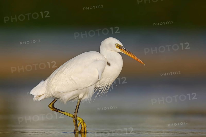 Western Reef Heron, Western Reef-Heron, Western Reef-Egret, (Egretta gularis), Garceta Dimorfa, Raysut, Salalah, Dhofar, Oman, Asia