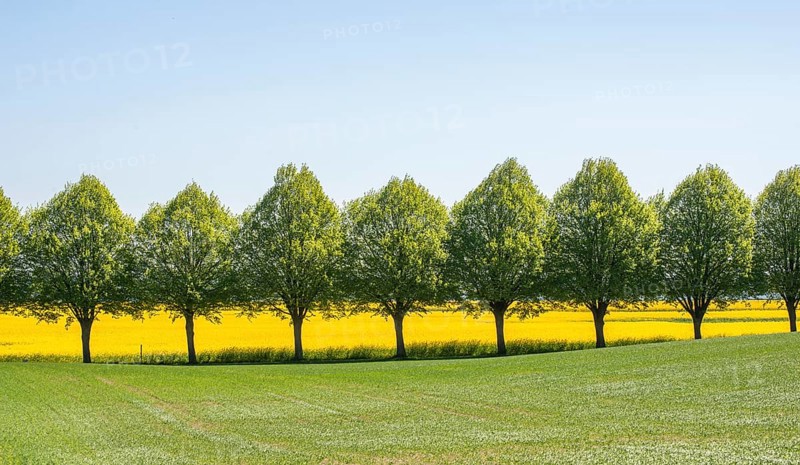 Avenue with linden trees by fields with rapeseed in Ystad Municipality, Skane, Sweden, Scandinavia, Europe
