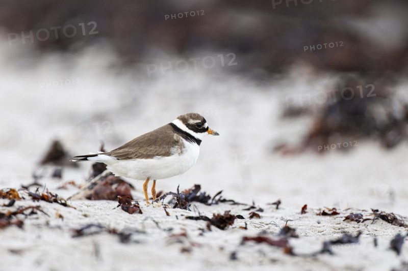 Ringed Plover (Charadrius hiaticula), adult bird standing among seaweed on the beach, Varanger, Finnmark, Norway, Europe