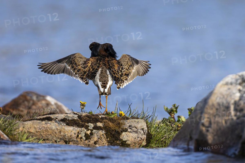 Ruff (Calidris pugnax), adult male in splendour plumage hopping and spreading wings, Varanger, Finnmark, Norway, Europe