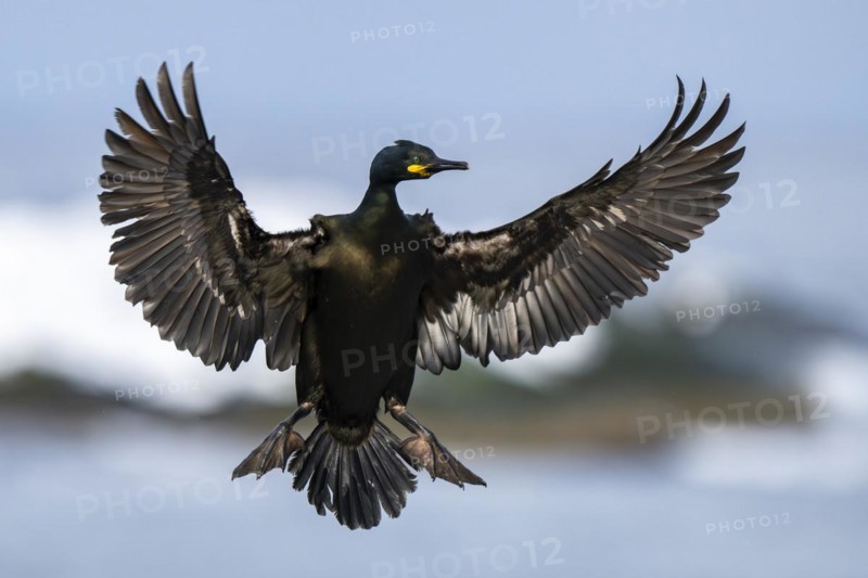 Common shag (Phalacrocorax aristotelis), in flight, Hornoya Island, Hornoya, Vardo, Varanger Peninsula, Troms og Finnmark, Norway, Europe
