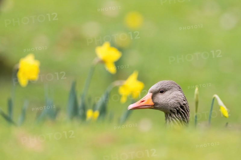 A greylag goose (Anser anser) partially obscured by grass with yellow daffodils in the background, animal portrait, Hesse, Germany, Europe