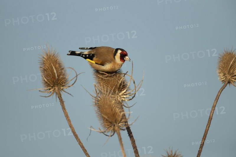 European goldfinch (Carduelis carduelis) adult bird on a Teasel (Dipsacus fullonum) seedhead, England, United Kingdom, Europe