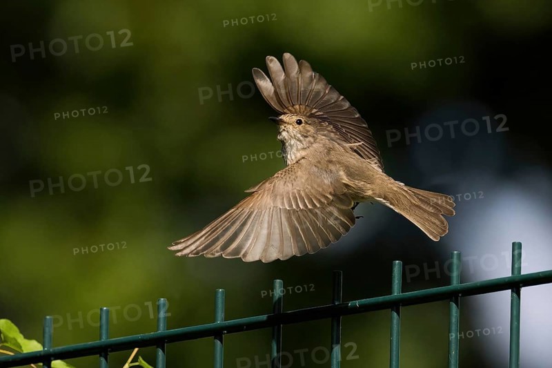 A spotted flycatcher (Muscicapa striata) in flight over a green wire fence in a natural, green environment, Hesse, Germany, Europe