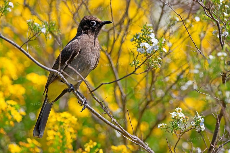 Cape Bulbul (Pycnonotus capensis), adult, on guard, Kirstenbosch Botanical Gardens, Cape Town, South Africa, Africa