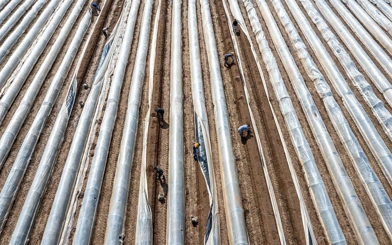 Asparagus harvest in the Rhineland, asparagus pickers at work in an asparagus field covered with plastic sheeting to allow the asparagus to grow better in the cold spring, Dormagen-Broich, North Rhine-Westphalia, Germany, Europe