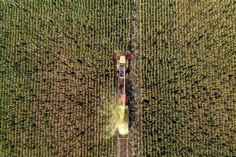 Maize harvest, combine harvester, chopper works its way through a maize field, the silage is pumped directly into a trailer, serves as cattle feed, Lower Rhine, Rees, North Rhine-Westphalia, Germany, Europe