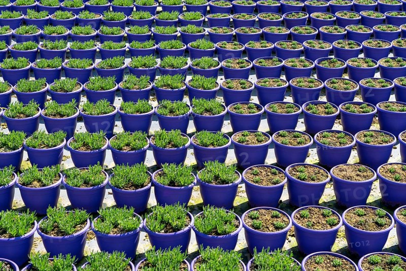 Gardening, plant cultivation, ornamental plants grow in flower pots, outdoors