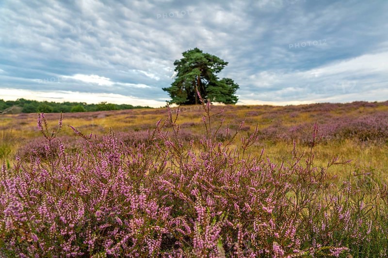 The Westruper Heide, in the Hohe Mark Westmünsterland nature park Park, near Haltern am See, heather blossom, North Rhine-Westphalia, Germany, Europe