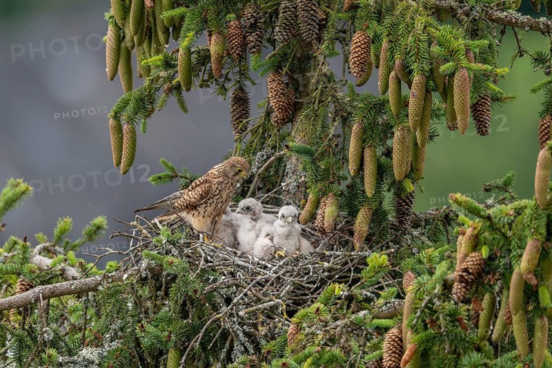Common kestrel (Falco tinnunculus), female adult bird with young birds not yet ready to fly in the nest, Rhineland-Palatinate, Germany, Europe
