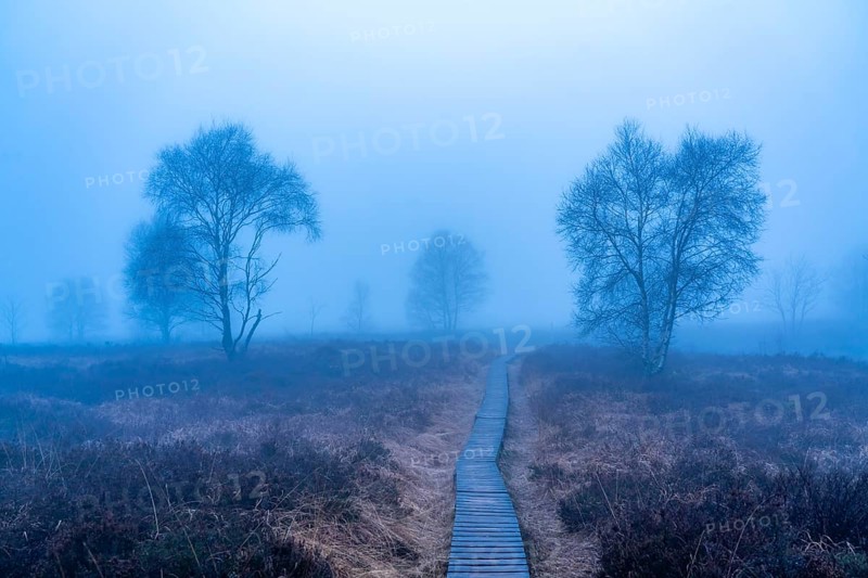 The High Fens nature park Park, in the German-Belgian border region near Eupen, winter, fog, wooden plank paths south of the N67, near Ternell, Eupen, Belgium, Europe