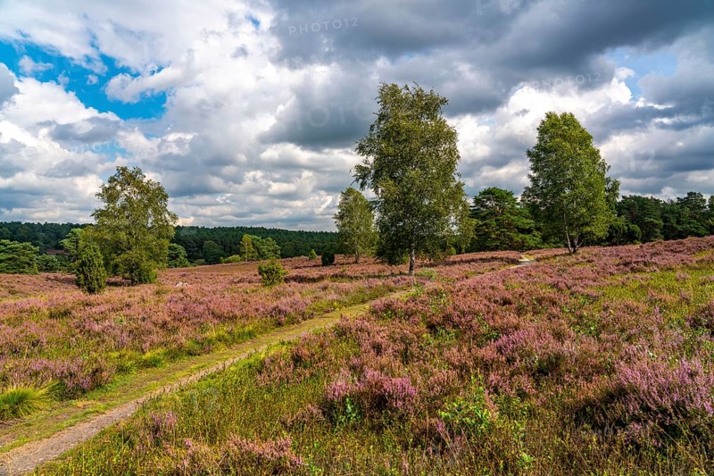 Heather blossom of the heather, in the Büsenbach valley, Lüneburg Heath nature reserve, Lower Saxony, Germany, Europe