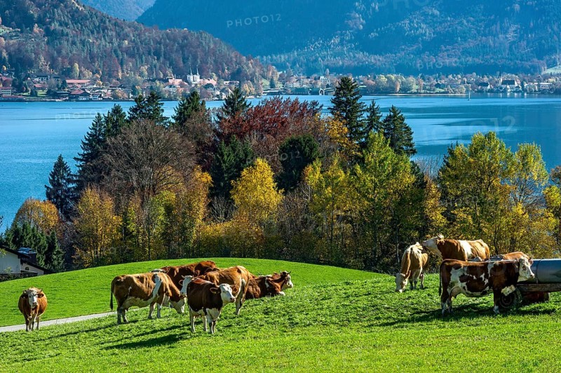 Cows on a pasture at Lake Tegernsee, lake and village behind, Mangfall mountains, Bavarian Prealps, Alps, Upper Bavaria, Bavaria, Germany, Europe