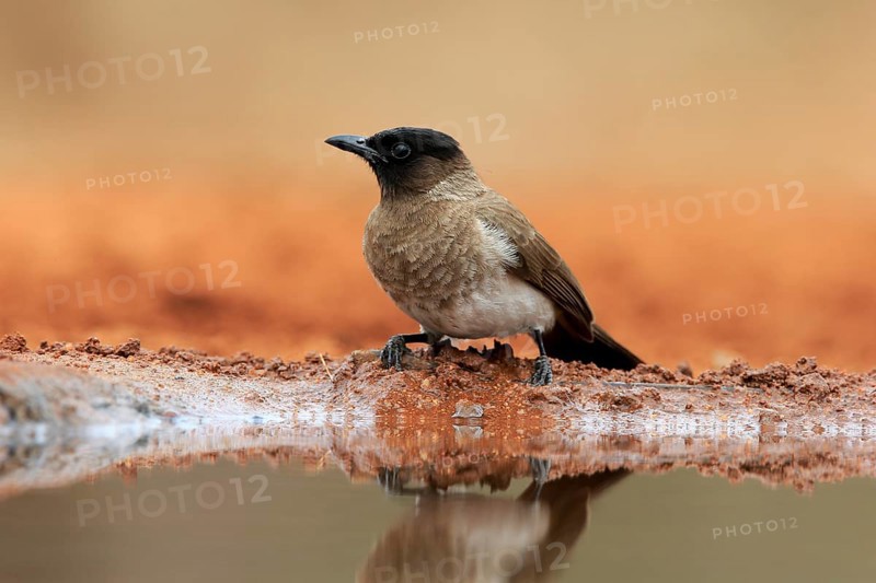 Grey bulbul (Pycnonotus barbatus), adult, at the water, Kruger National Park, Kruger National Park, Krugerpark, South Africa, Africa