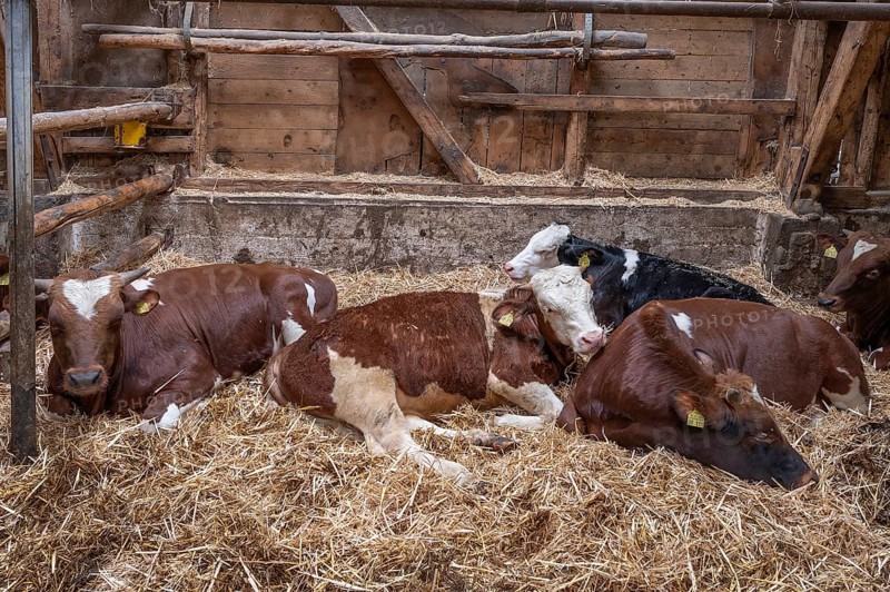 Calves lying on straw in the barn on an organic farm, North Rhine-Westphalia, Germany, Europe
