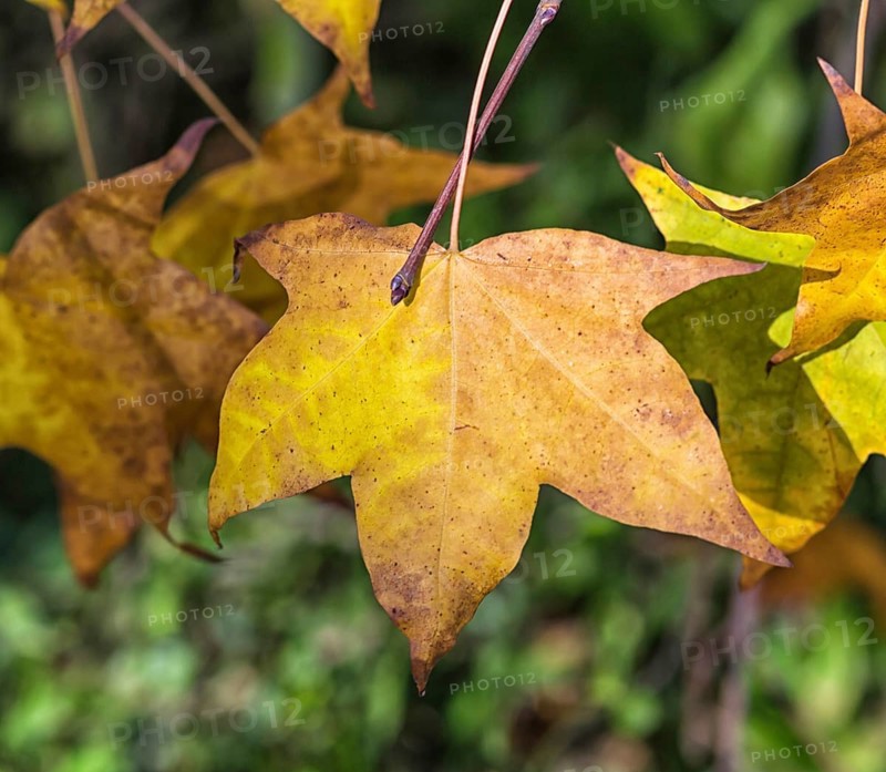 Yellow-orange autumn maple leaves in the park