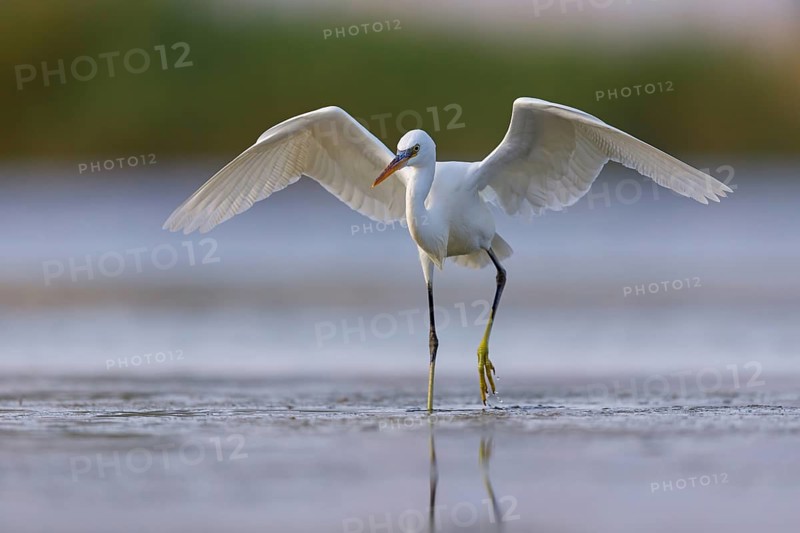 Western Reef Heron, Western Reef-Heron, Western Reef-Egret, (Egretta gularis), Garceta Dimorfa, Raysut, Salalah, Dhofar, Oman, Asia