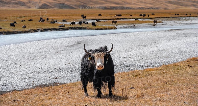 Cute yak in front of a river, Issyk Kul province, Kyrgyzstan, Asia