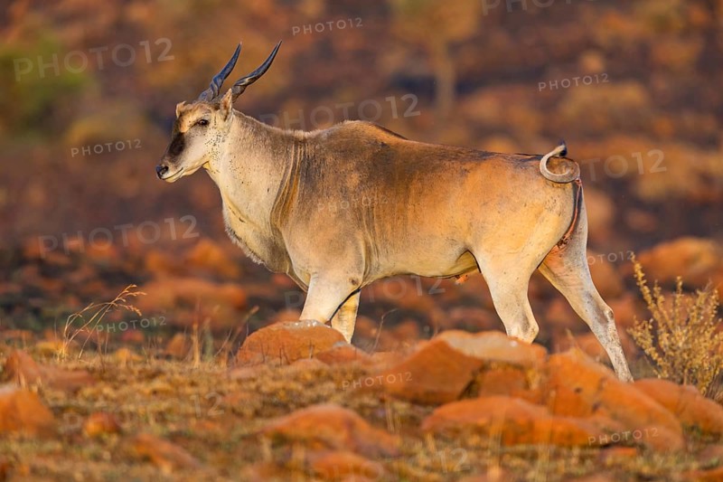 Elantilope, Eland, Taurotragus oryx, Antelope, antelope, Suikerbosrand Nature Reserve, Johannesburg, Gauteng, South Africa, Africa