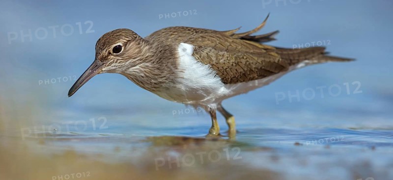 Common greenshank (Tringa nebularia) Chevalier aboyeur, Archibebe Claro, Offstein sewage ponds, Villafranca de los Caballeros, Rhineland-Palatinate, Germany, Europe