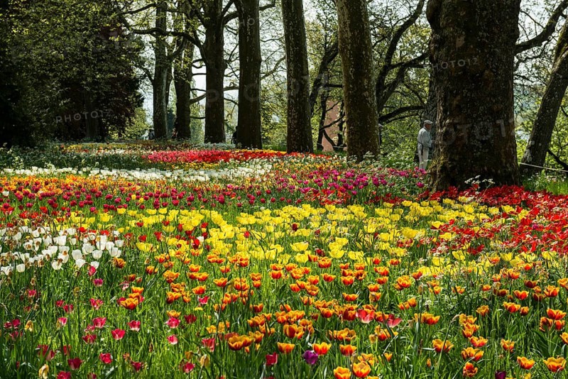 Park and flower meadow with colourful tulips, Mainau Island, Lake Constance, Baden-Württemberg, Germany, Europe