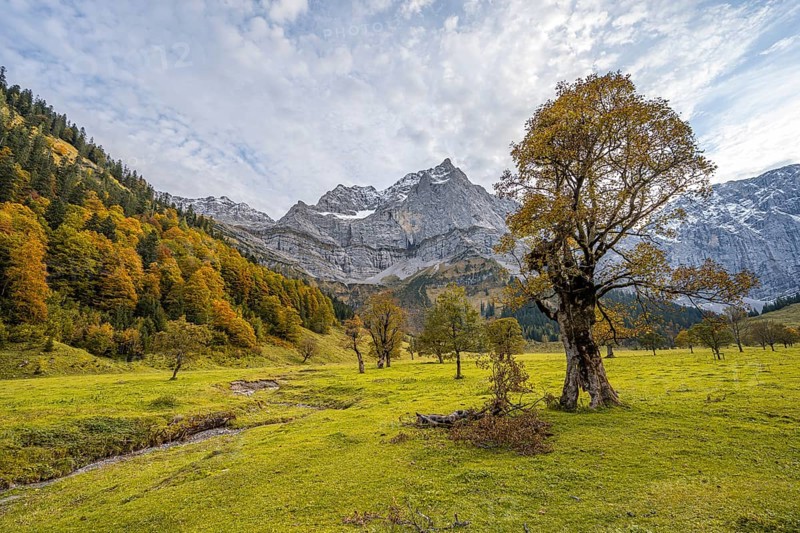Maple trees with autumn leaves, autumn landscape in RiÃŸtal with Spritzkarspitze, GroÃŸer Ahornboden, Engalpe, Eng, municipality of HinterriÃŸ, Karwendel Mountains, Alpenpark Karwendel, Tyrol, Austria, Europe