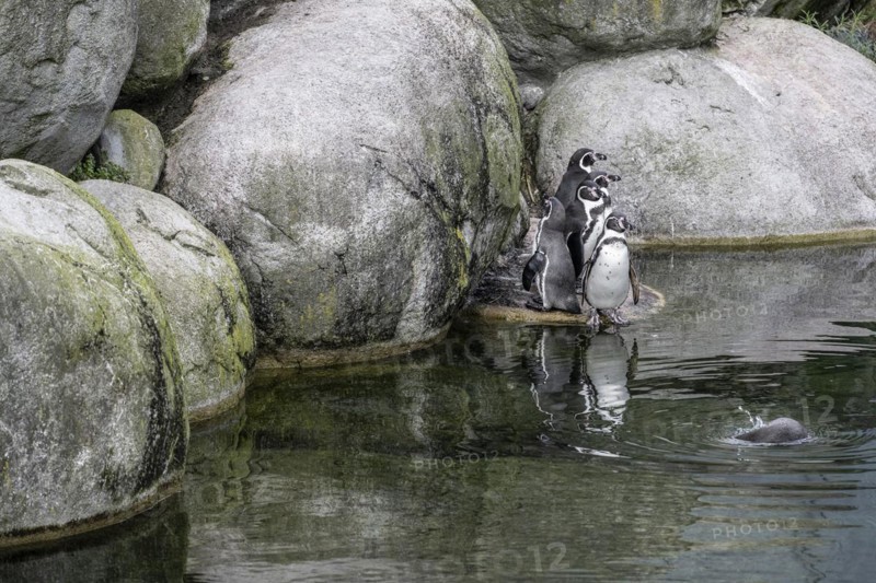 Magellanic penguins (Spheniscus magellanicus), Emmen Zoo, Netherlands