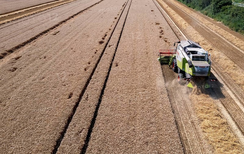 Agriculture, grain harvest, wheat, combine harvester harvesting in a wheat field, near Niederkrüchten, North Rhine-Westphalia, Germany, Europe