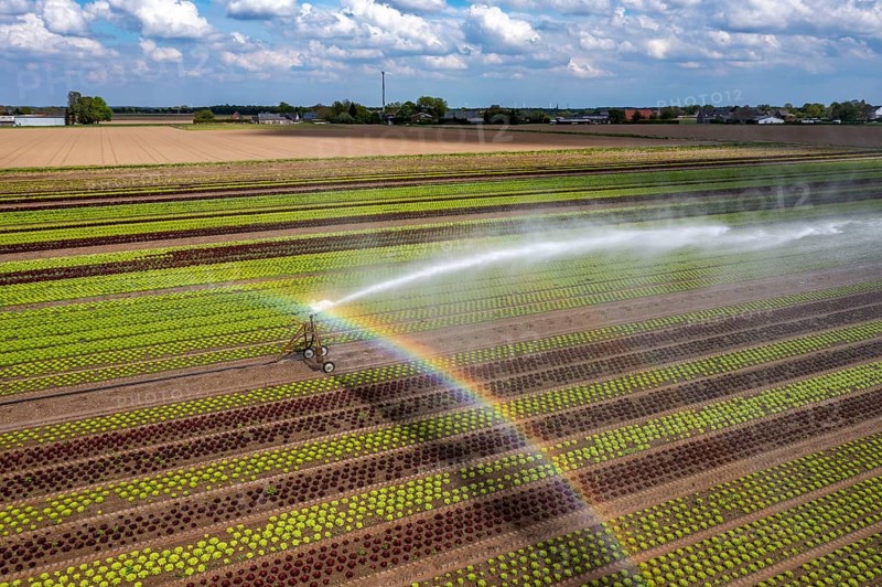 A field is artificially irrigated, water is sprayed onto the field via an irrigation system, field with different lettuce plants, in different stages of growth, North Rhine-Westphalia, Germany, Europe