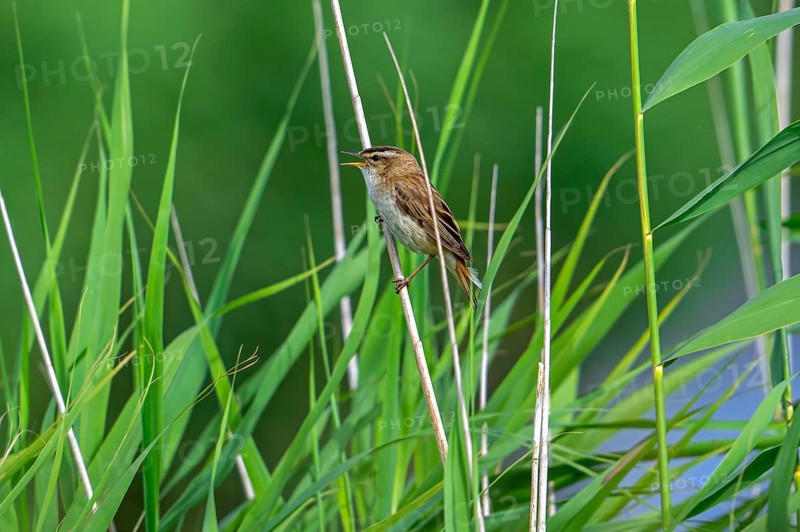 Sedge warbler (Acrocephalus schoenobaenus, Motacilla schoenobaenus) calling from reed stem in reedbed in summer