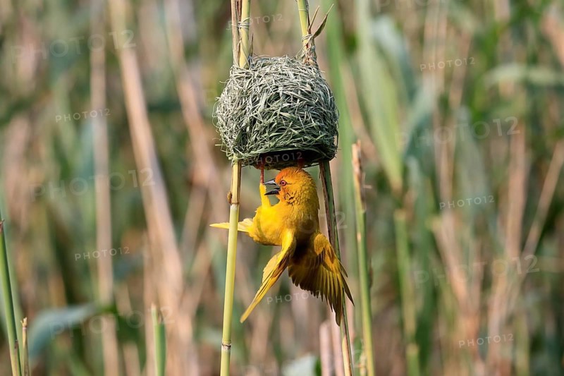 Eastern golden weaver (Ploceus subaureus), adult, male, at the nest, mating, Saint Lucia Estuary, Isimangaliso Wetland Park, Kwazulu Natal, South Africa, Africa