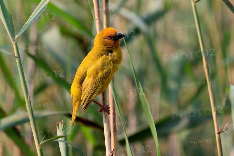 Eastern golden weaver (Ploceus subaureus), adult, male, auto-waiting, alert, Saint Lucia Estuary, Isimangaliso Wetland Park, Kwazulu Natal, South Africa, Africa