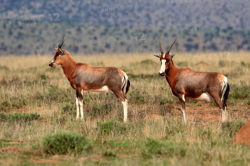 Bontebok (Damaliscus pygargus), adult, subadult, two, foraging, Mountain Zebra National Park, South Africa, Africa