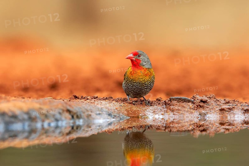 Green-winged pytilia (Pytilia melba), adult, at the water, Kruger National Park, Kruger National Park, Krugerpark, South Africa, Africa