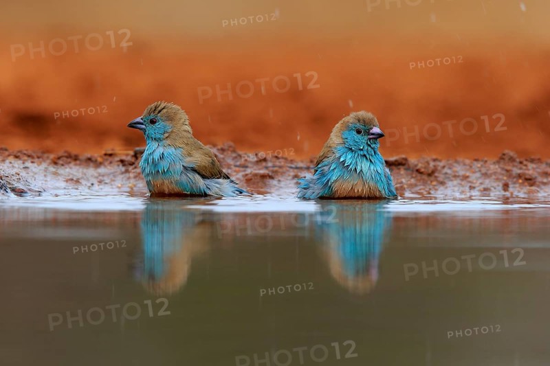 Angolan butterfly finch (Uraeginthus angolensis), blue-eared butterfly finch, adult, two birds, at the water, bathing, Kruger National Park, Kruger National Park, Krugerpark, South Africa, Africa