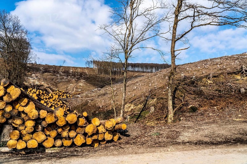 Cleared forest area north of the village of Öventrop, district of Arnsberg, dead spruce stands were felled, dead trees due to bark beetle infestation, Arnsberg Forest, North Rhine-Westphalia, Germany, Europe