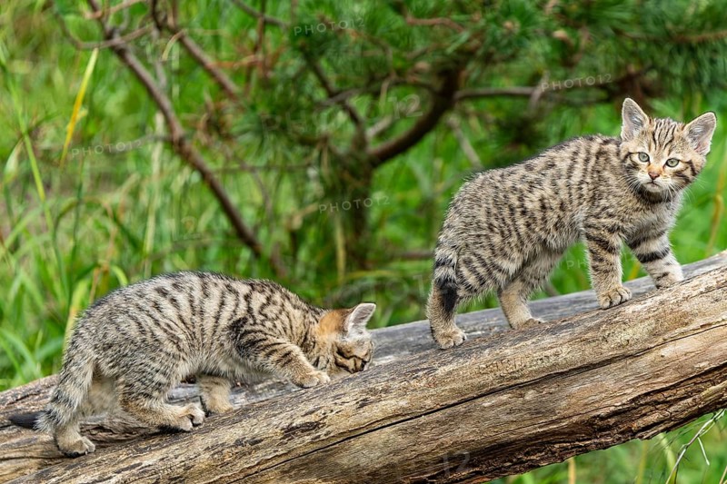 Two young kittens playing on a tree trunk in a green forest, wild cat (Felis silvestris), kittens, Germany, Europe